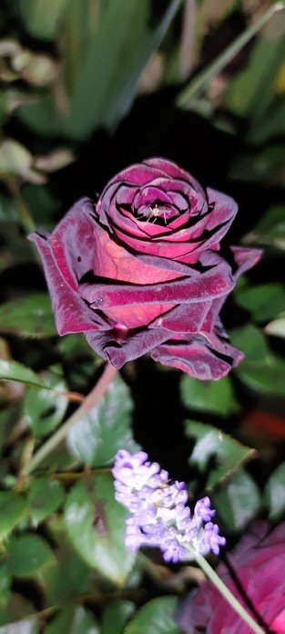 Black Baccara