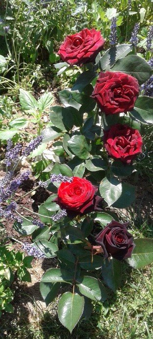 Black Baccara