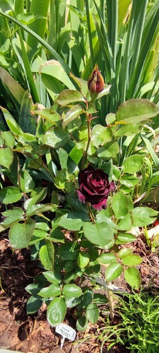 Black Baccara