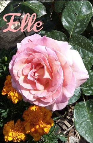 Elle
