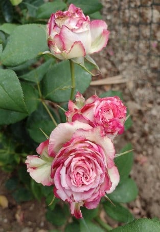 Hessenrose