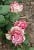 Hessenrose
