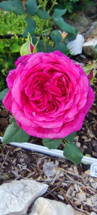 Johann Wolfgang von Goethe Rose