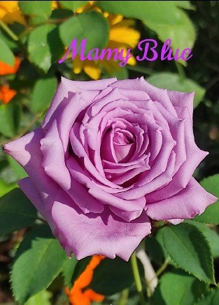 Mamy Blue