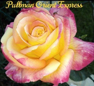 Pullman Orient Express syn Orient Peace