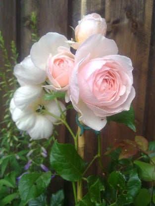 AUSblush Old English Rose