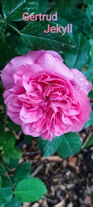 AUSbord Old English Rose
