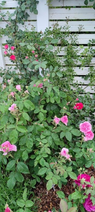 AUSbord Old English Rose