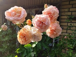 AUScot Old English Rose