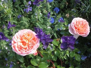 AUScot Old English Rose
