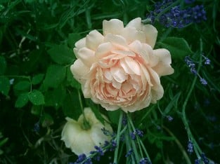 AUSgold  Old English Rose