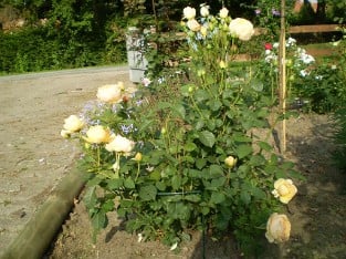 AUSjo Old English Rose