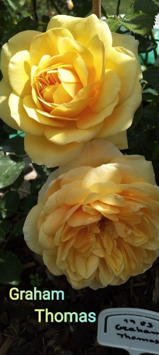 AUSmas Old English Rose