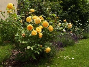 AUSmas Old English Rose