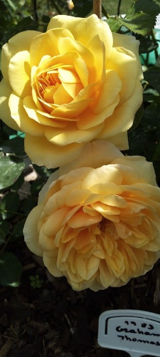 AUSmas Old English Rose