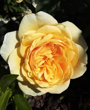 AUSmas Old English Rose