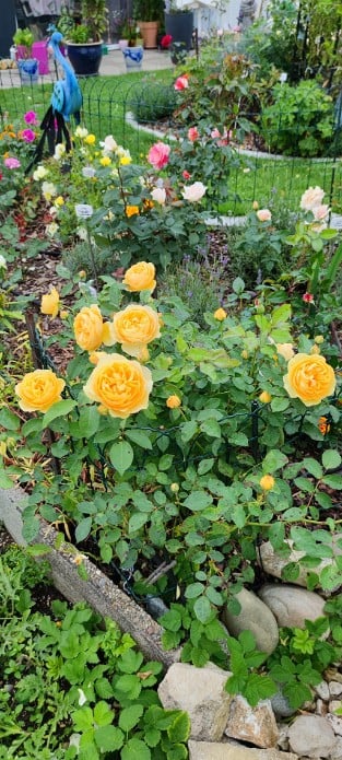 AUSmas Old English Rose