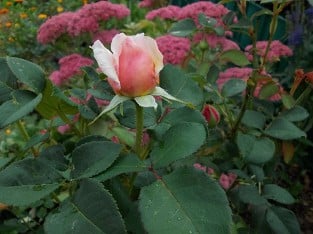 AUSsaucer Old English Rose