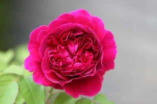 Ausbloom Old English Rose