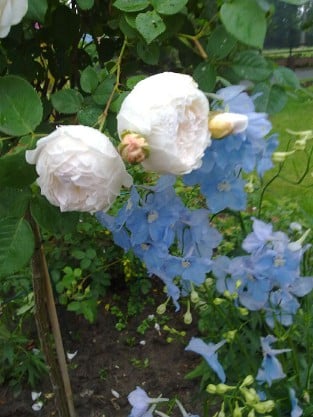 Auslevel Old English Rose