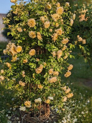  Crown Princess Margareta