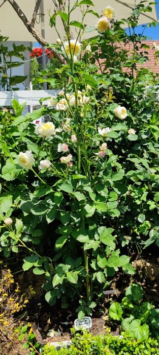 Gartenarchitekt Günther Schulze - Auswalker Old English Rose