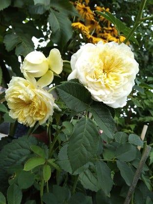 Gartenarchitekt Günther Schulze - Auswalker Old English Rose