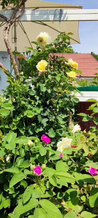 Gartenarchitekt Günther Schulze - Auswalker Old English Rose
