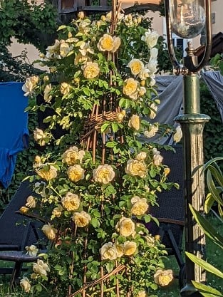 Gartenarchitekt Günther Schulze - Auswalker Old English Rose