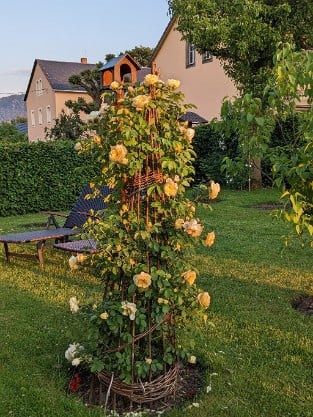 Gartenarchitekt Günther Schulze - Auswalker Old English Rose