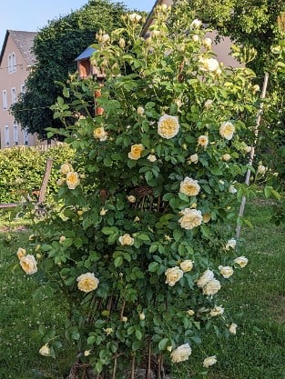 Gartenarchitekt Günther Schulze - Auswalker Old English Rose
