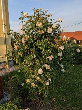 Gartenarchitekt Günther Schulze - Auswalker Old English Rose