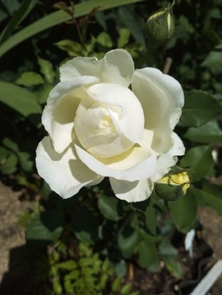 Gartenarchitekt Günther Schulze - Auswalker Old English Rose