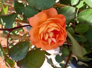 Lady Emma Hamilton
