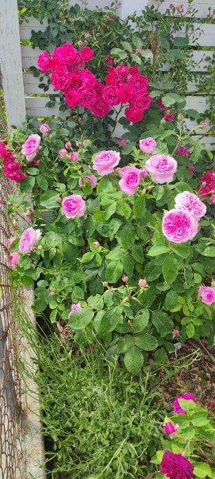 AUSbord Old English Rose
