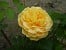 AUSgold  Old English Rose