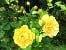 AUSgold  Old English Rose