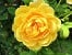 AUSgold  Old English Rose
