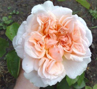 Apricot Parfait syn. Evelyn