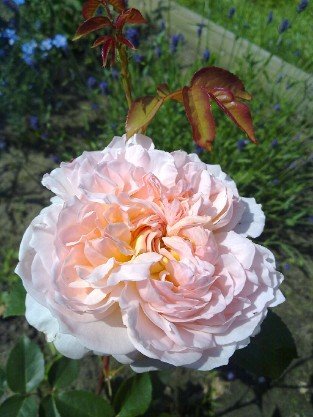Apricot Parfait syn. Evelyn