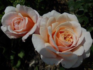 Apricot Parfait syn. Evelyn