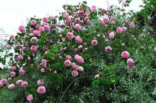 Constance Spry Old English Rose