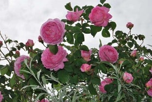 Constance Spry Old English Rose