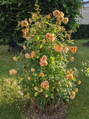  Crown Princess Margareta