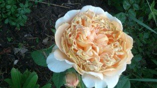  Crown Princess Margareta