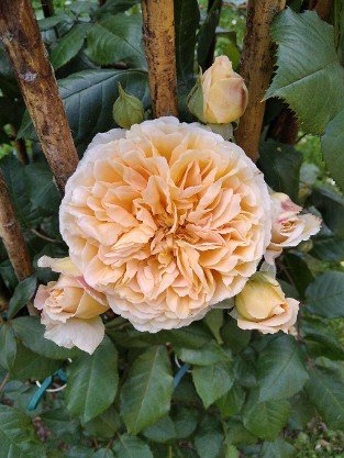  Crown Princess Margareta