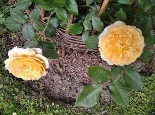  Crown Princess Margareta