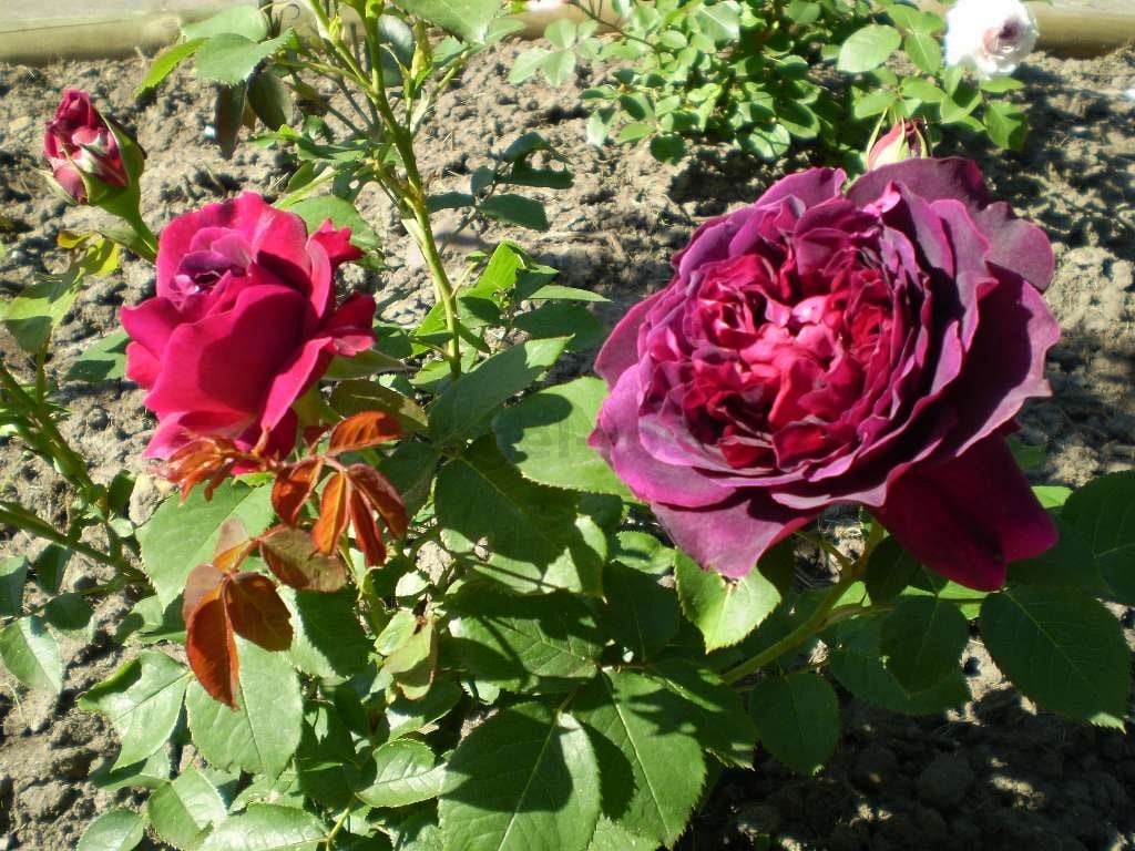 Buy William Shakespeare 2000 AGEL ROSEN