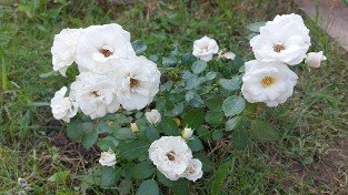 Aspirin Rose