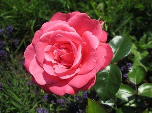 Bella Rosa